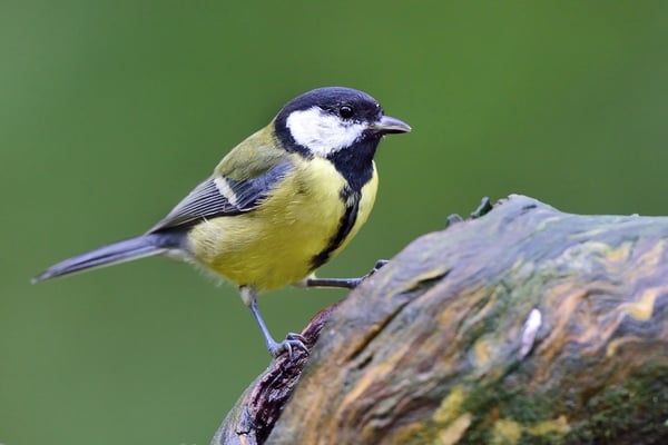 Kohlmeise (Parus major); im Wald bei Lauvsnes (Flatanger NO); 8.9.2015