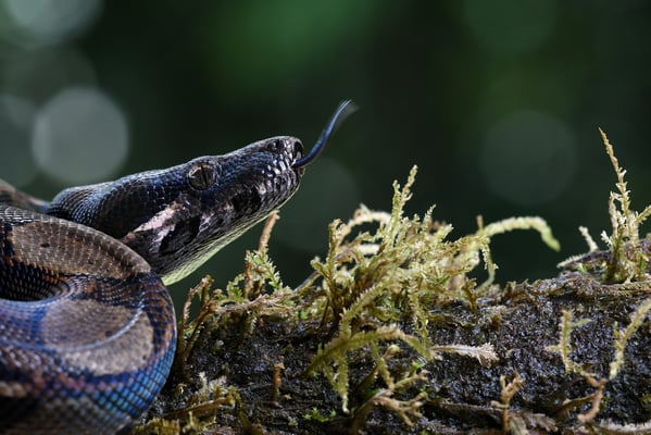 Abgottschlange (Boa constrictor), auch Königsschlange, Königsboa oder Abgottboa
