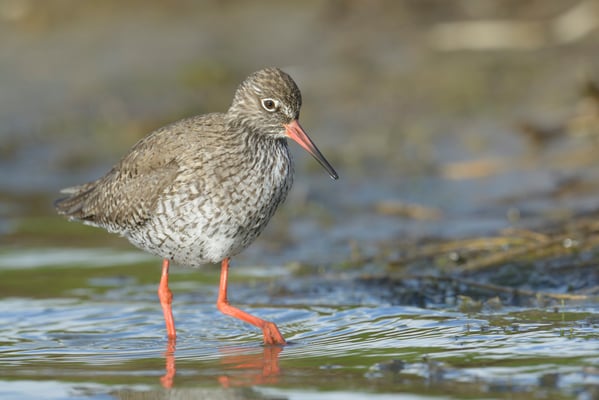 Rotschenkel (Tringa totanus); 17.4.2014