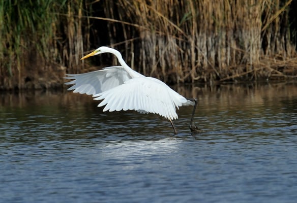 Silberreiher (Casmerodius albus); Neeracher Ried