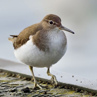 Flussuferläufer (Actitis hypoleucos); 3. Januar 2016 Lido Luzern