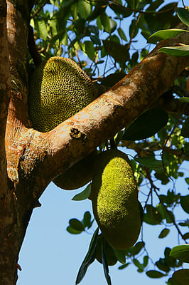Jackfruit