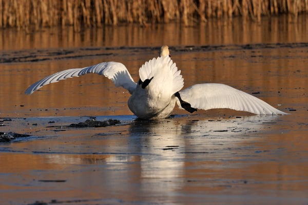 Höckerschwan | Cygnus olor | ; Champ Pittet; 01-14-12; Übungen auf Eis