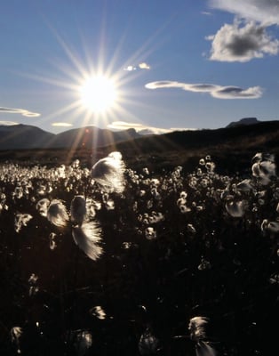 Moorlandschaft im Dovrefjell