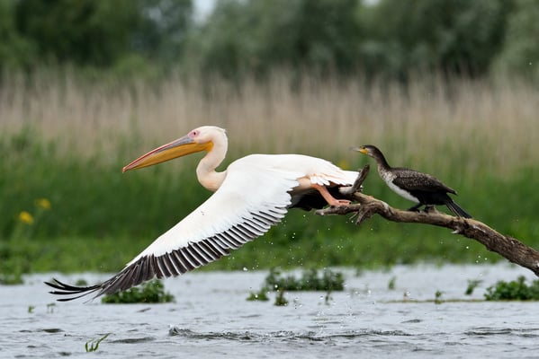 Rosapelikan (Pelecanus onocrotalus); Rumänien; Juni 2014