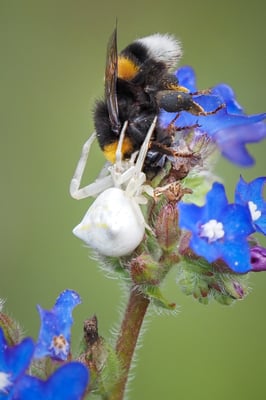 67 - Hummel wird von Spinne betäubt