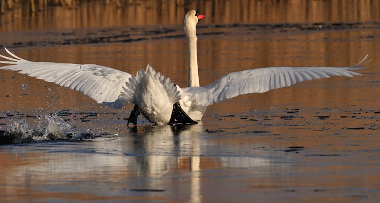 Höckerschwan | Cygnus olor | ; Champ Pittet; 01-14-12; Übungen auf Eis
