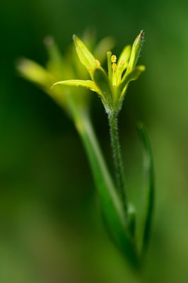 Acker-Gelbstern (Gagea villosa); 11.4.15