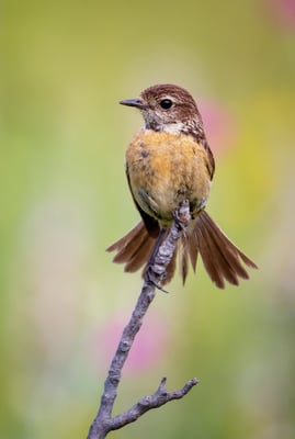 03 - Schwarzkehlchen Dame