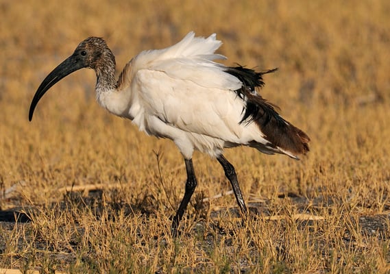 Heiliger Ibis (Threskiornis aethiopicus) Lake Eyasy Tansania
