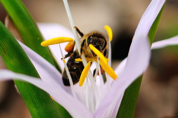 Weisse Lichtblume mit Bienen-Besuch