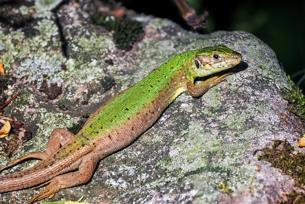 82 - Smaragdeidechse Weibchen