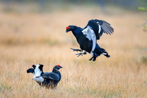 Birkhahn, Viiksimo, 7. September 2019