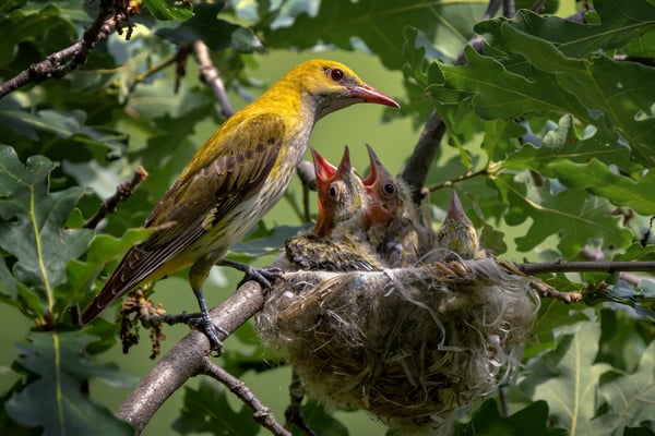 32 - Pirol-Weibchen wartet auf Kotsäckchen