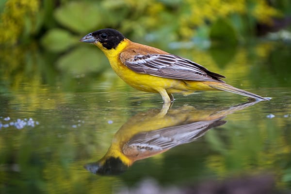 38 Kappenammer an der Tränke