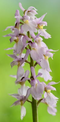 Männliches Knabenkraut (Orchis mascula), helle, äusserst exotische Ausprägung; Rotberg; 22. April 2016