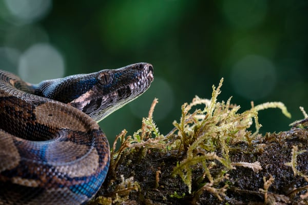 Abgottschlange (Boa constrictor, auch Königsschlange oder Abgottboa; Costa Rica 5/18