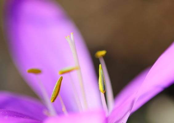 Frühlings-Lichtblume
