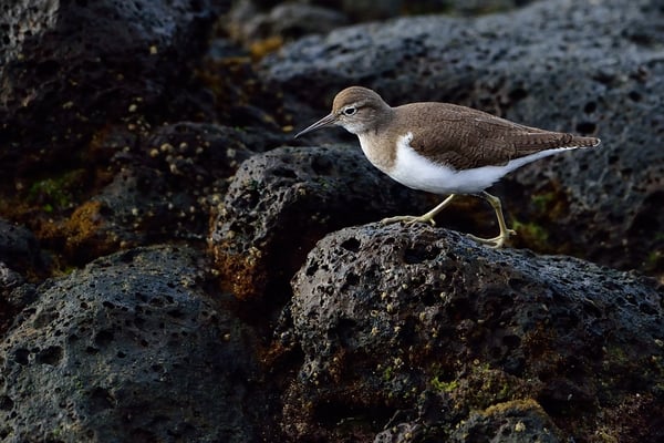 Flussuferläufer (Actitis hypoleucos);Arrecife (Lanzarote); 7. Februar 2016