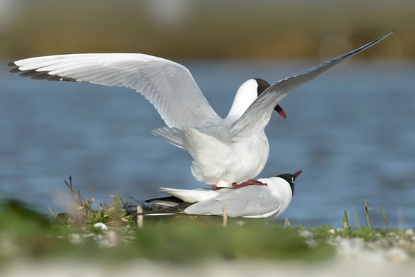 Lachmöwe (Chroicocephalus ridibundus); Texel; 14.4.2014