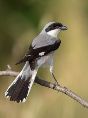 69 - Schwarzstirnwürger