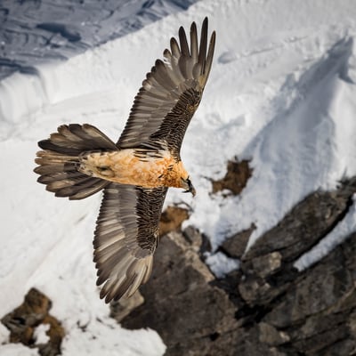Bartgeier (Gypaetus barbatus) VS; 21.1.2017