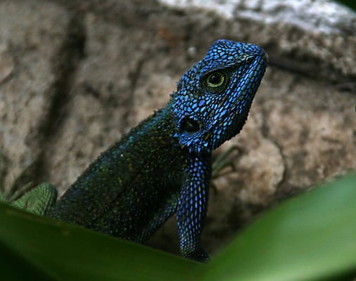 Blaukehl Agame (Acanthocercus atricollis), QE NP Uganda