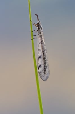 Ameisenjungfer (Myrmeleontidae) ; Hohtenn, Lötschberg Südrampe; 3. August 2015