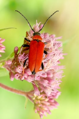Rothalsbock (Stictoleptura rubra); Mandach; 15. Juli 2018