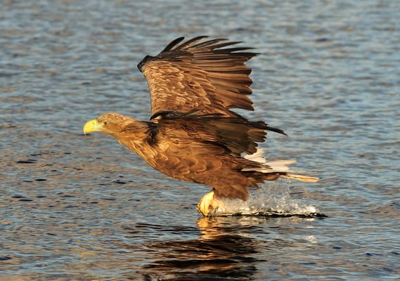 Weissschwanz-Seeadler Phase 3