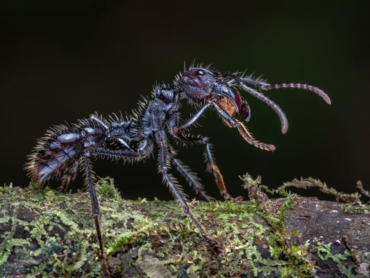 bullet ant