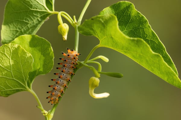 58 - Raupe des Östlicher oder Balkan-Osterluzeifalter mit namensgebender Wirtspflanze