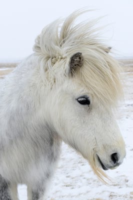 Das Islandpferd, auch Isländer oder Islandpony genannt; zwischen  Skaftafell und Vik
