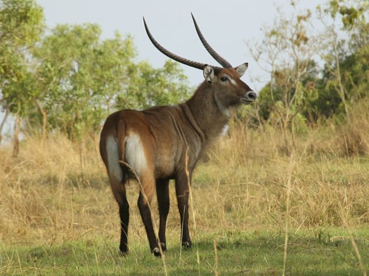 Merchison NP, Wasserbock