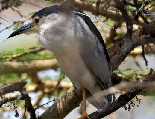Nachtreiher (Nycticorax nycticorax); Arusha NP; Tansania