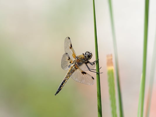 Vierfleck; 27. Juni 2020