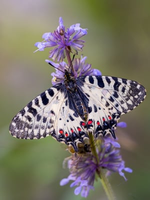 78 - Östlicher oder Balkan-Osterluzeifalter