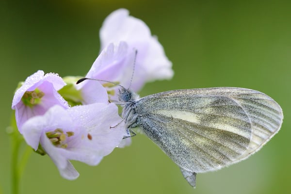 36 Senfweissling (Artenkomplex Leptidea sinapis / juvernica); 30. April 2016; Effingen