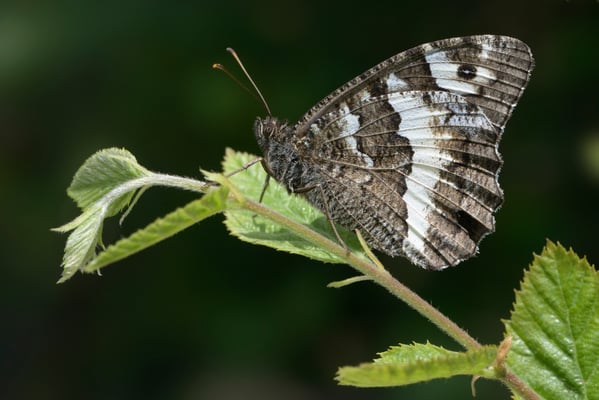 59 Weisser Waldportier (Brintesia circe); Montenegro; Juli 2014