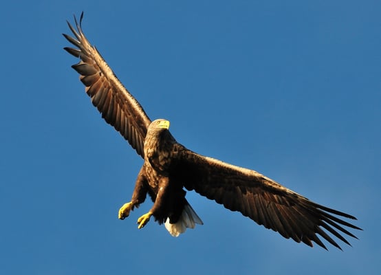 Weissschwanz-Seeadler Phase 1a