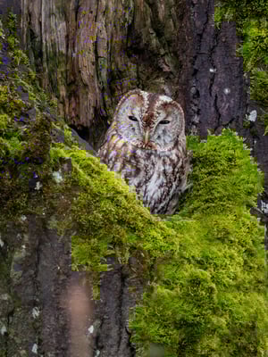 Waldkauz, Allmend Frauenfeld, 2.2.2021