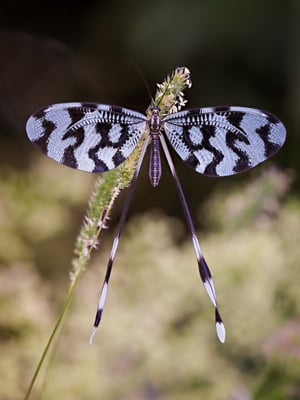 16 - Schwalbenschwanzhaft (aus Familie Fadenhafte)