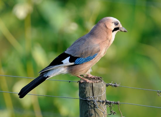 Eichelhäher im Weinberg vor der Villa Tiboldi (Canale / Piemonte)