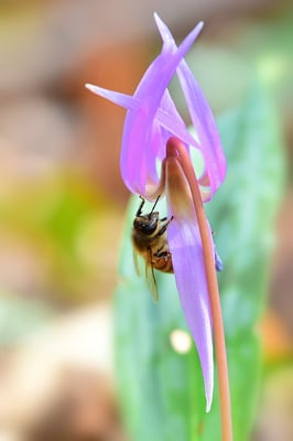 Hunds-Zahnlilie (Erythronium dens-canis), 18. März 2015