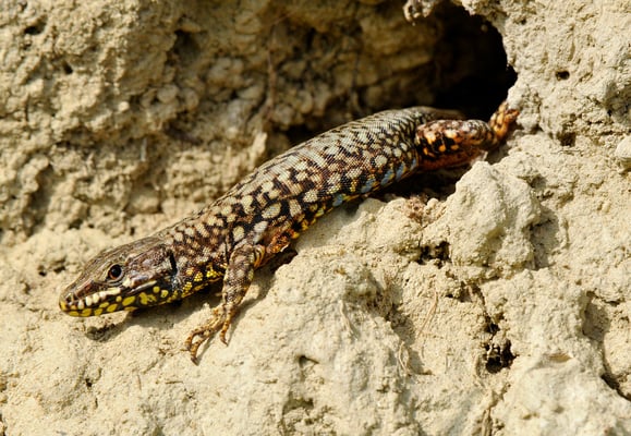 Eidechse im Garten der Villa Tiboldi, S. Stefano bei Canale