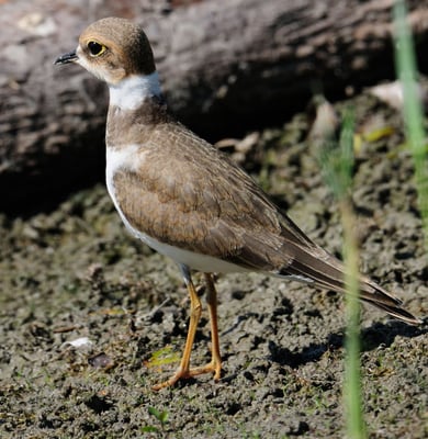 Flussregenpfeifer (Charadrius dubius); La Sauge; 11-8-2012