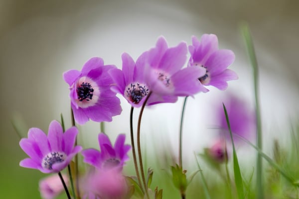 Windröschen; Uferzone des Kerkinisee; 21.2.2018