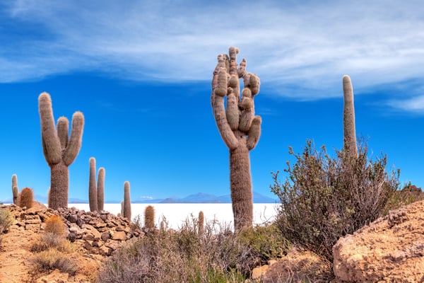 Wilde, grosse Kakteen auf der kleinen Insel Incahuasi im Zentrum des Salar Uyuni