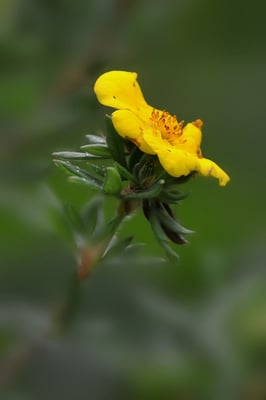 Fingerstrauch (Dasiphora fruticosa)