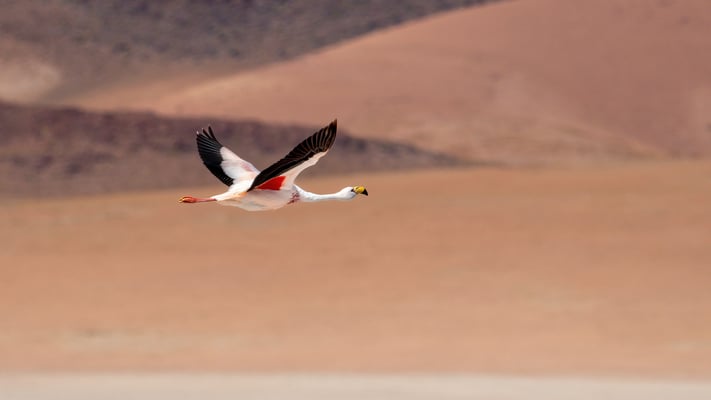 James-Flamingo sucht besseren Standort in der Laguna Colorada